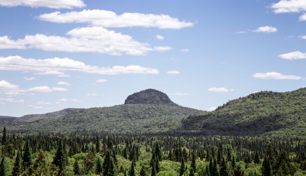 Laurentian forest